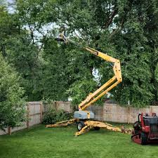 How Our Tree Care Process Works  in  Paris, TN