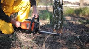 Professional Tree Services in Paris, TN